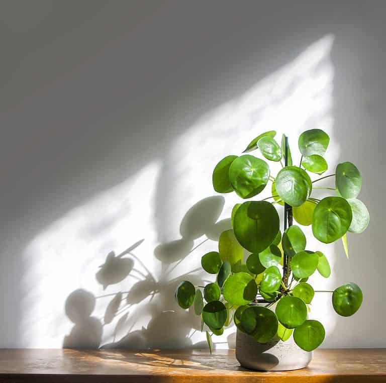 A Chinese money planting a round, grey ceramic pot is visible mid-to-lower right frame. The plant has approximately 40 round, glossy, green leaves. The plot is on a wooden table against a white wall. Sunlight is streaming through a window that is out of the frame to the right. The light is shining on the wall. The plant's shadow is on the wall. The wall is lighter where the sunlight is hitting it.