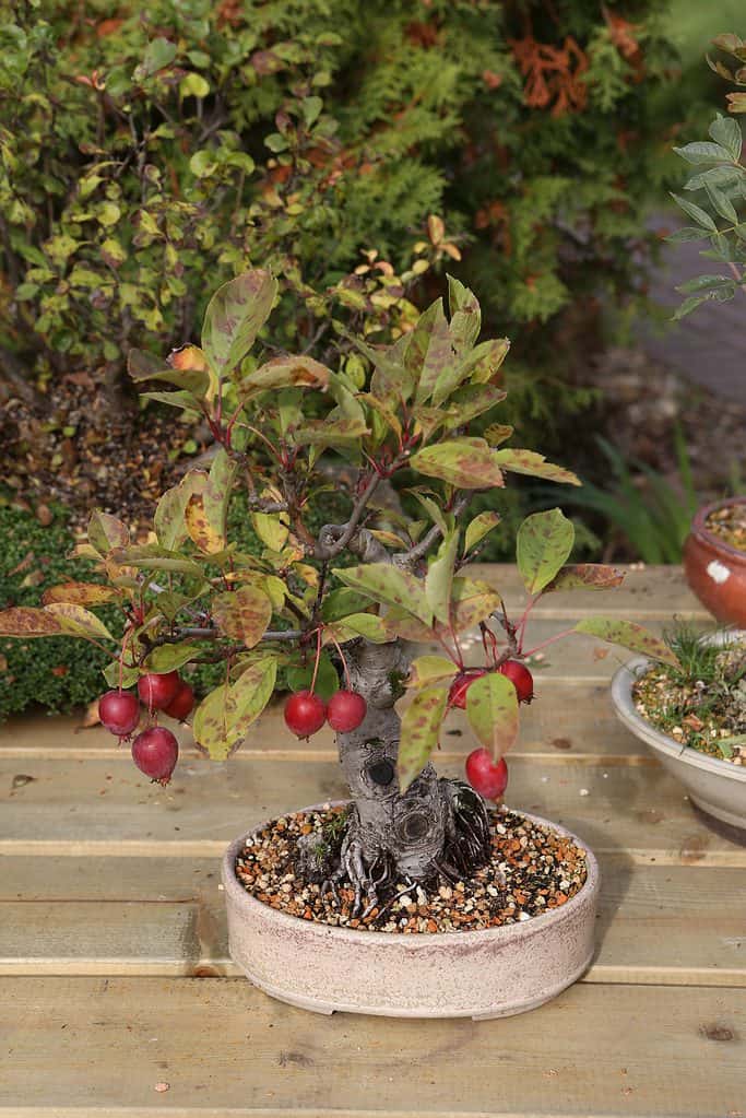 Apple bonsai outdoors on table