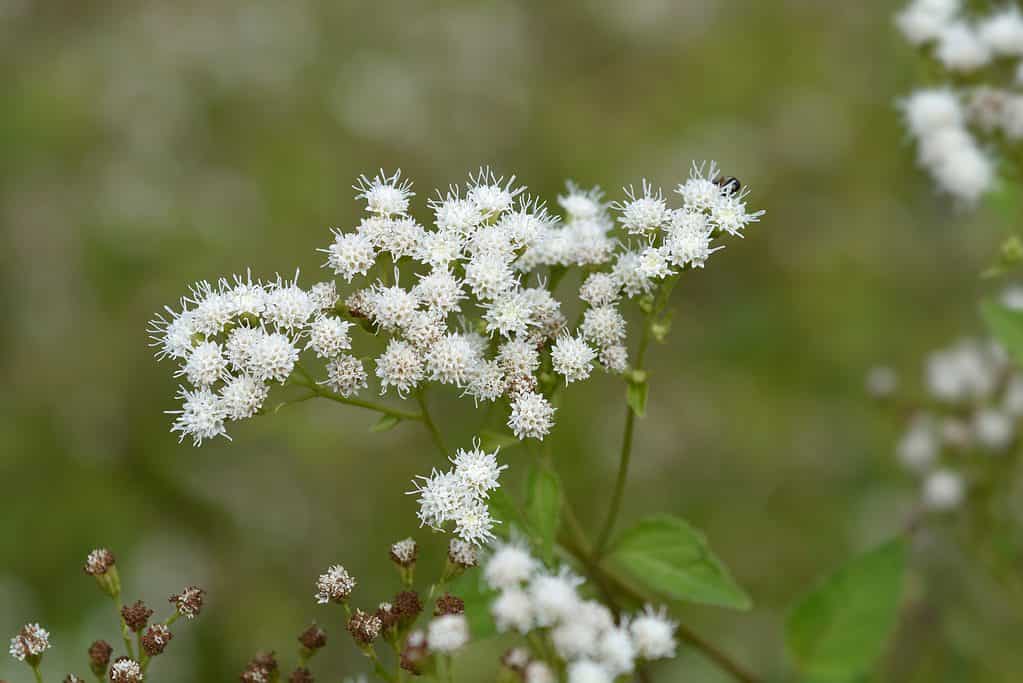 White snakeroot