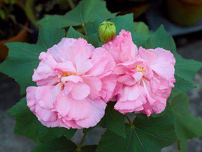 A The 10 Best Perennial Hibiscus That Come Back Every Year