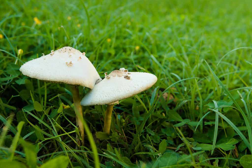 Green-spore Parasol ( Chlorophyllum molybdites ). A kind of widespread poisonous mushroom. Appear in lawns after the rain. If you eat this, you may vomiting, diarrhea, and colic.