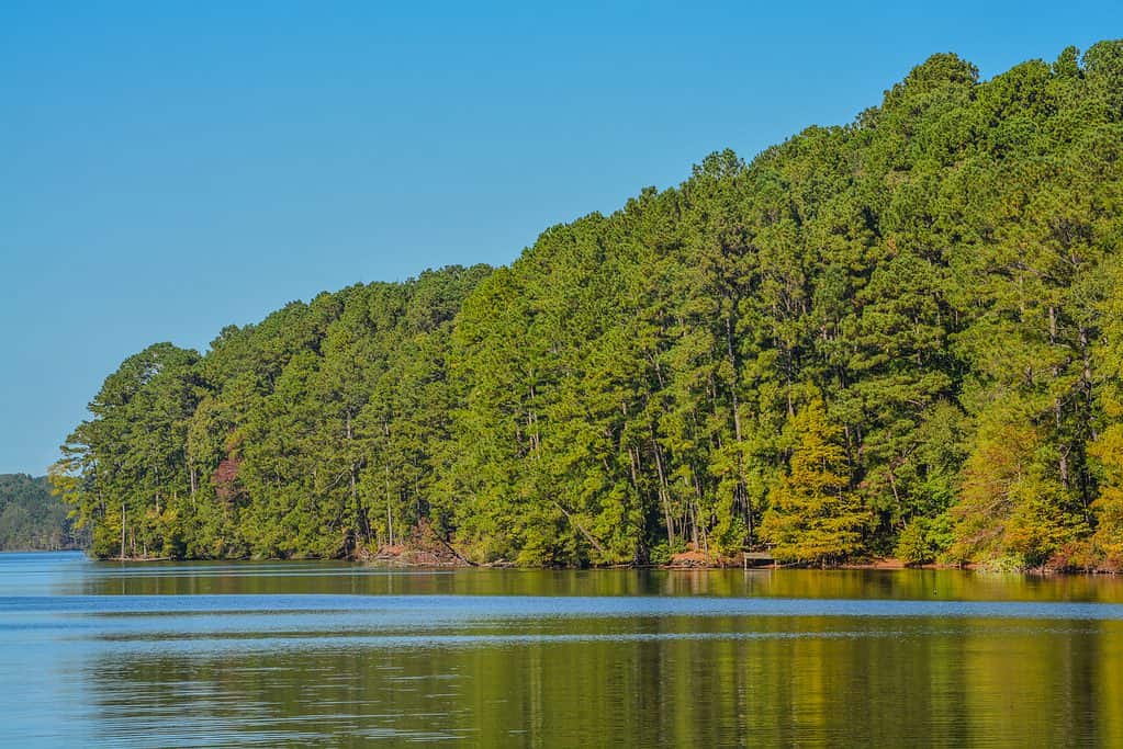 A stunning view of Lake Claiborne in Louisiana, surrounded by trees and lush greenery. 