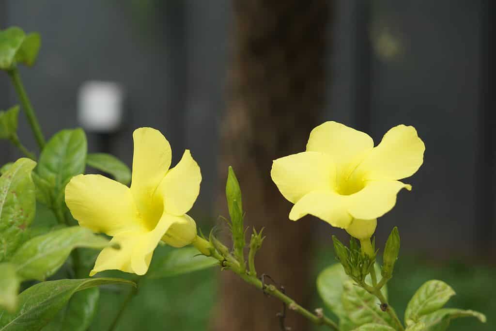 The petals of the hammock viperstail  bloom into a windmill-type shape.