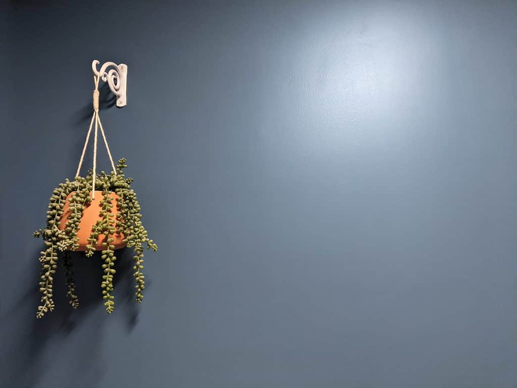 Slate blue wall makes up the background of the picture. On the left side of the photograph is a hanging plant the plant is hanging from a scroll like hook that is screwed into the wall toward the top of the frame. The plant is in a terra-cotta pot which is held on the hook by a simple macramé hanger. The plants green leaves are dripping over the terra-cotta pot they are small and round. The plant appears to be a succulent. There are approximately 11 different vines visible of the plant