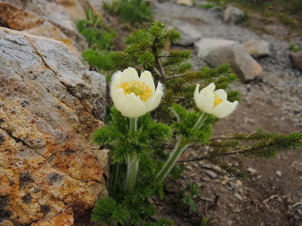 White Pasqueflower