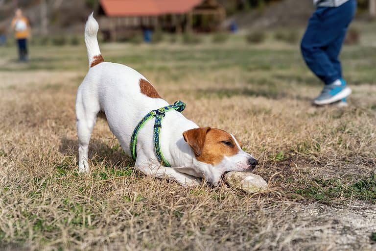 Dog chewing on a rock