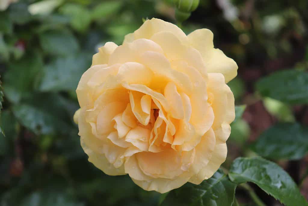 The yellow Julia Child rose growing in a garden
