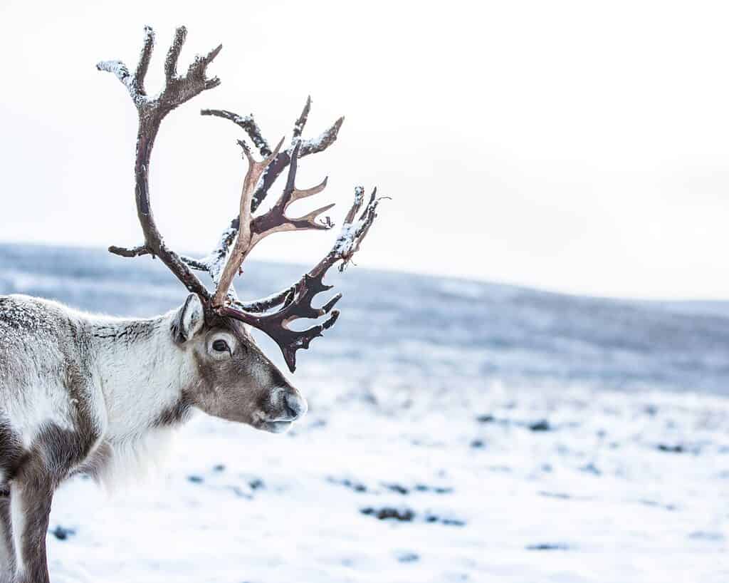 Reindeer with large antlers used for fighting males 