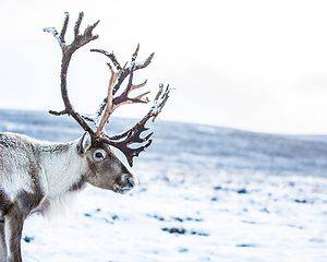 Why Are Reindeer Called ‘Reindeer’, How Did They Get Their Name? Picture