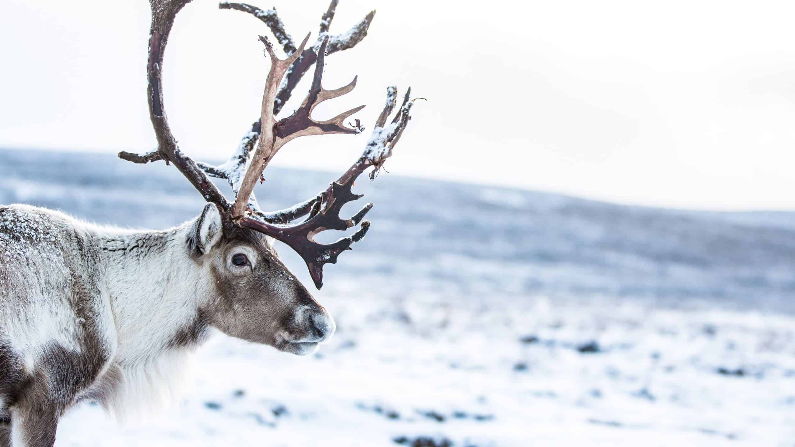 Reindeer with large antlers