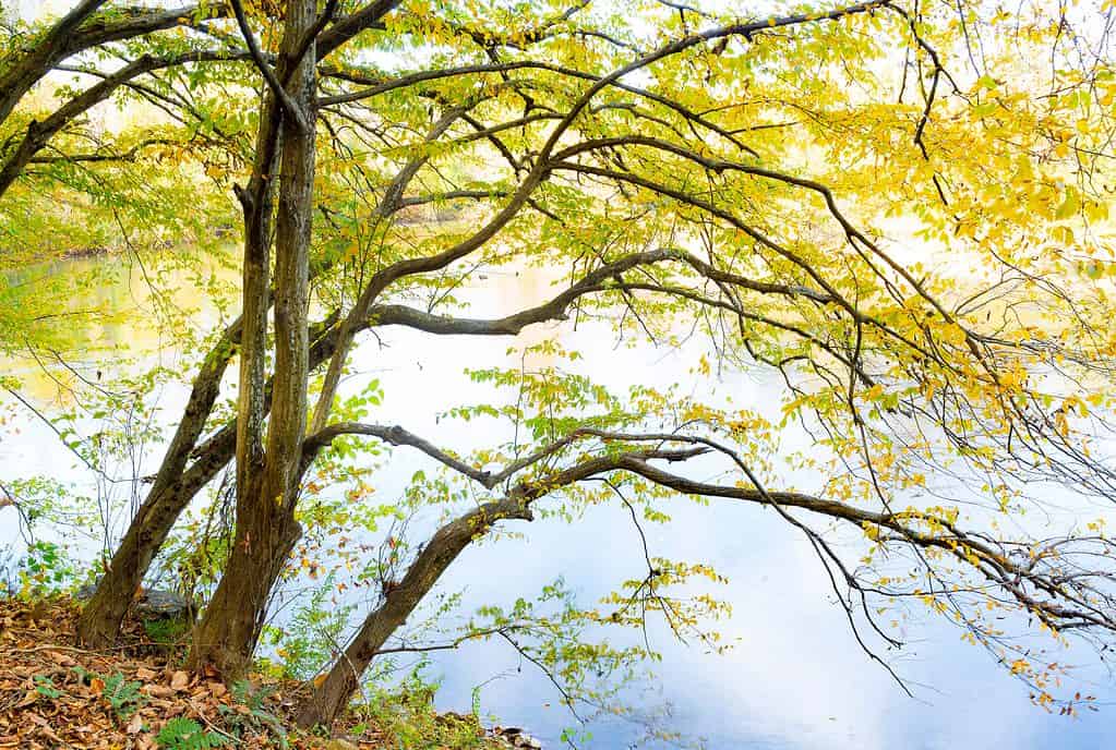 Blue beech tree