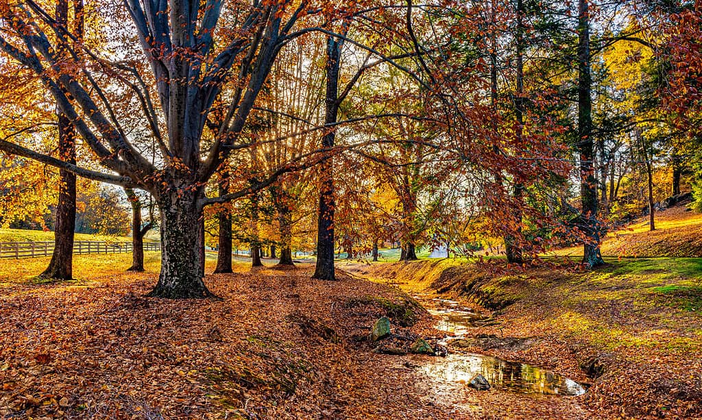 American Beech (Fagus grandifolia) native to Michigan