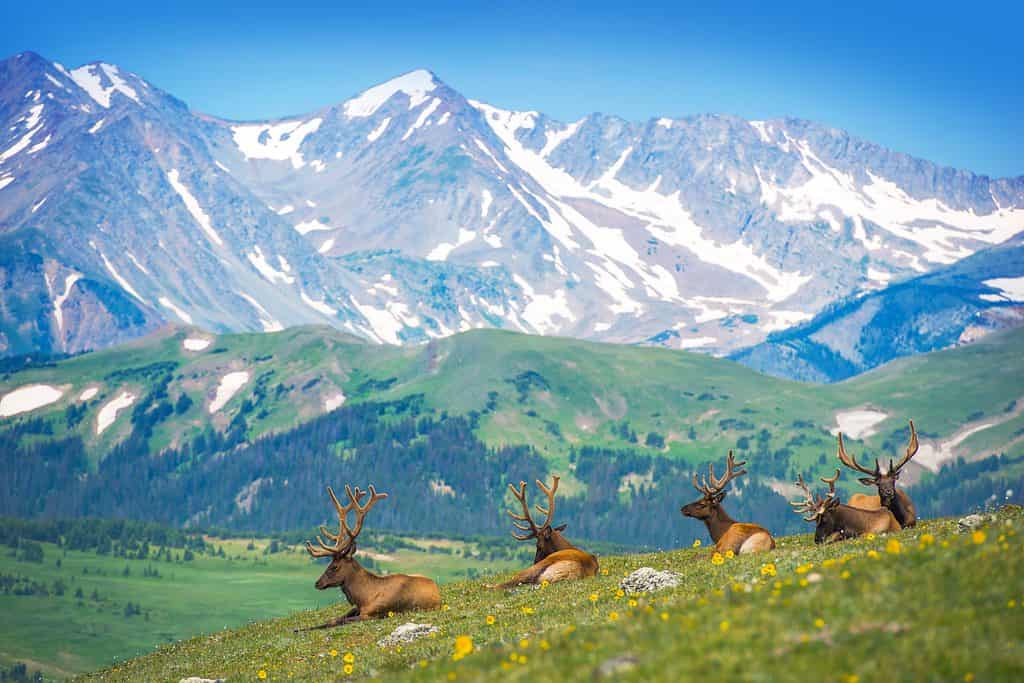 Herd of American Elk