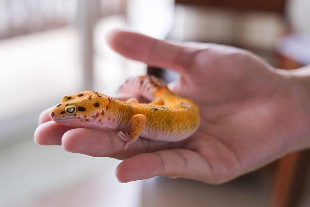 Frequent measuring weight to ensure good health for leopard geckos