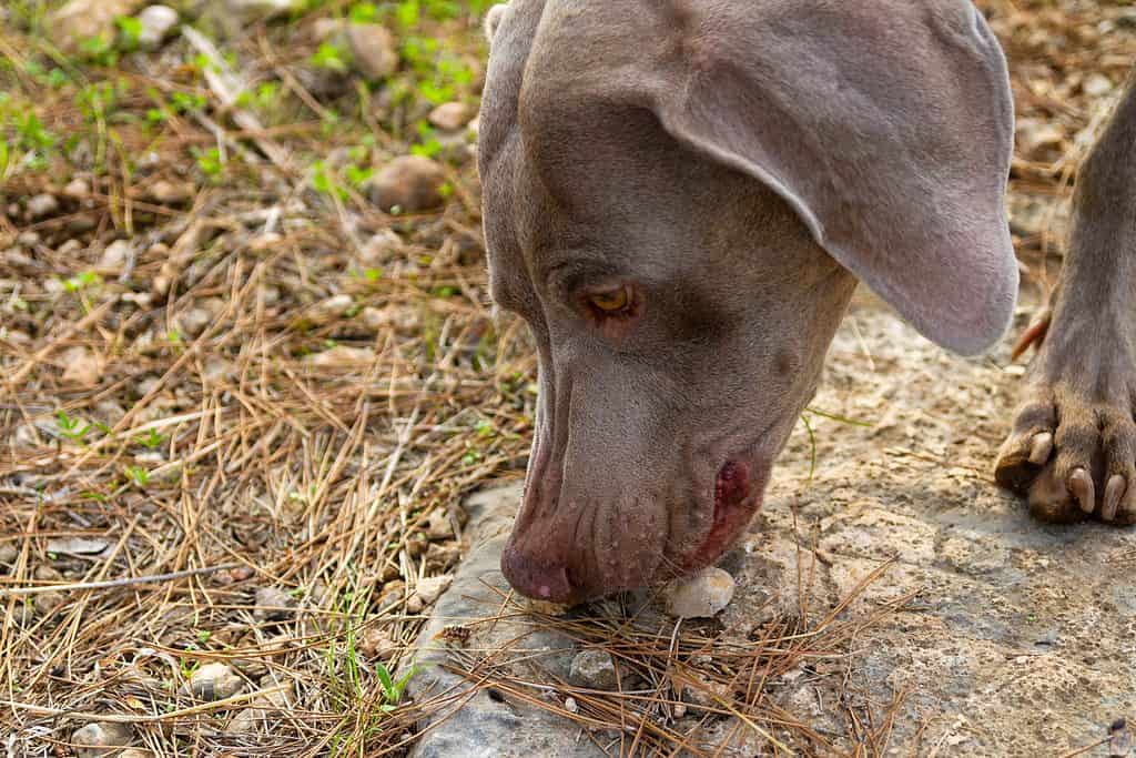 Weimaraner dog eating small rocks