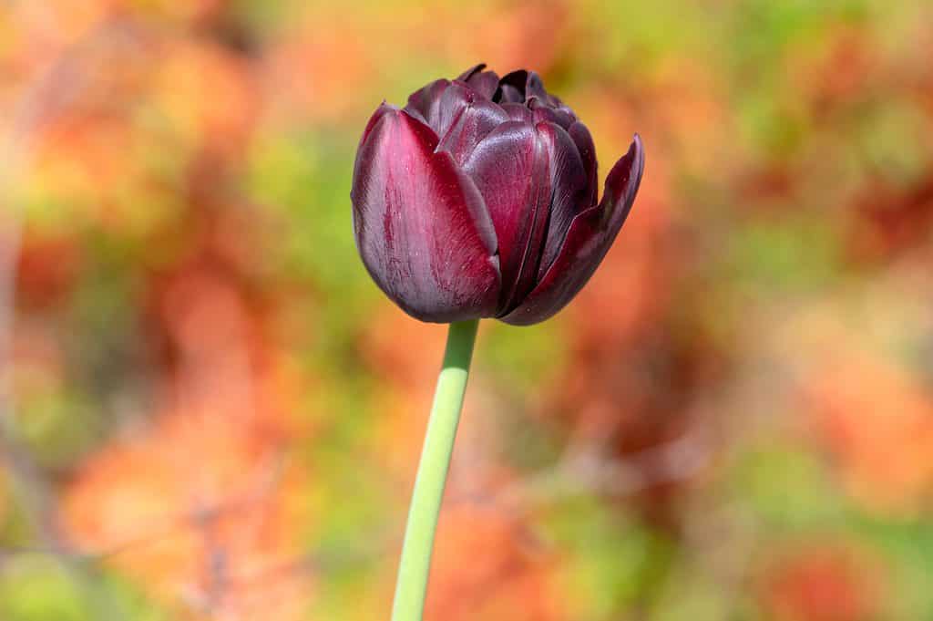 Single late black diamond tulip in bloom