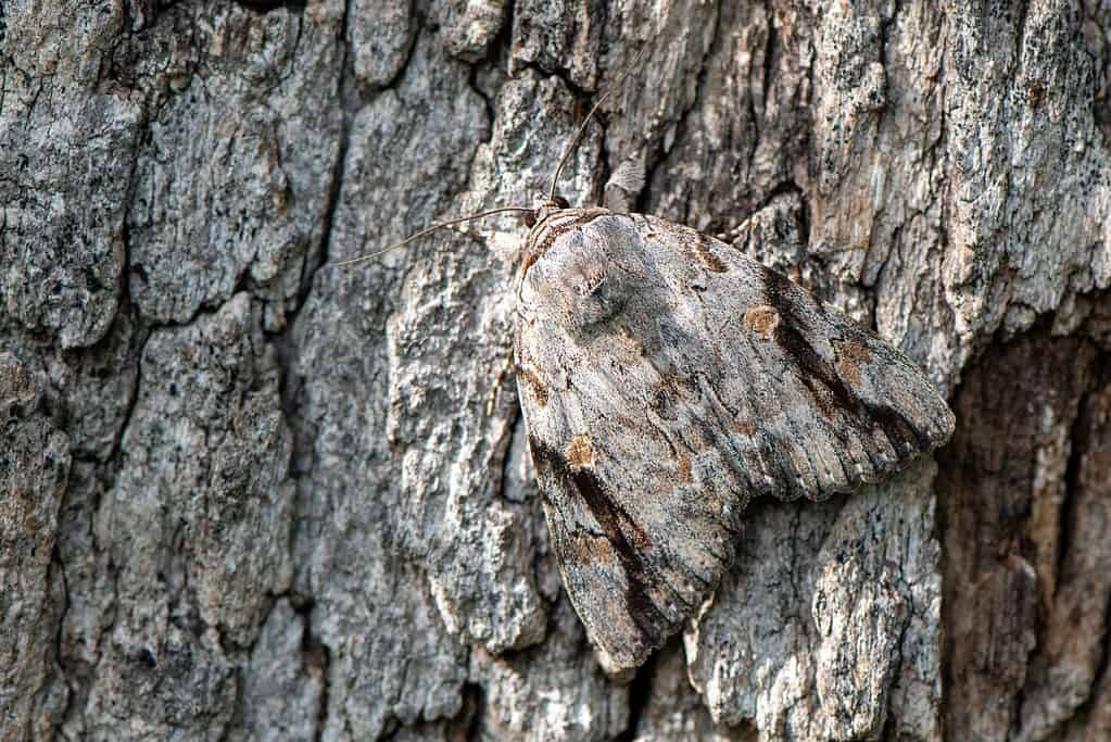 Underwing moth camouflaged on tree bark