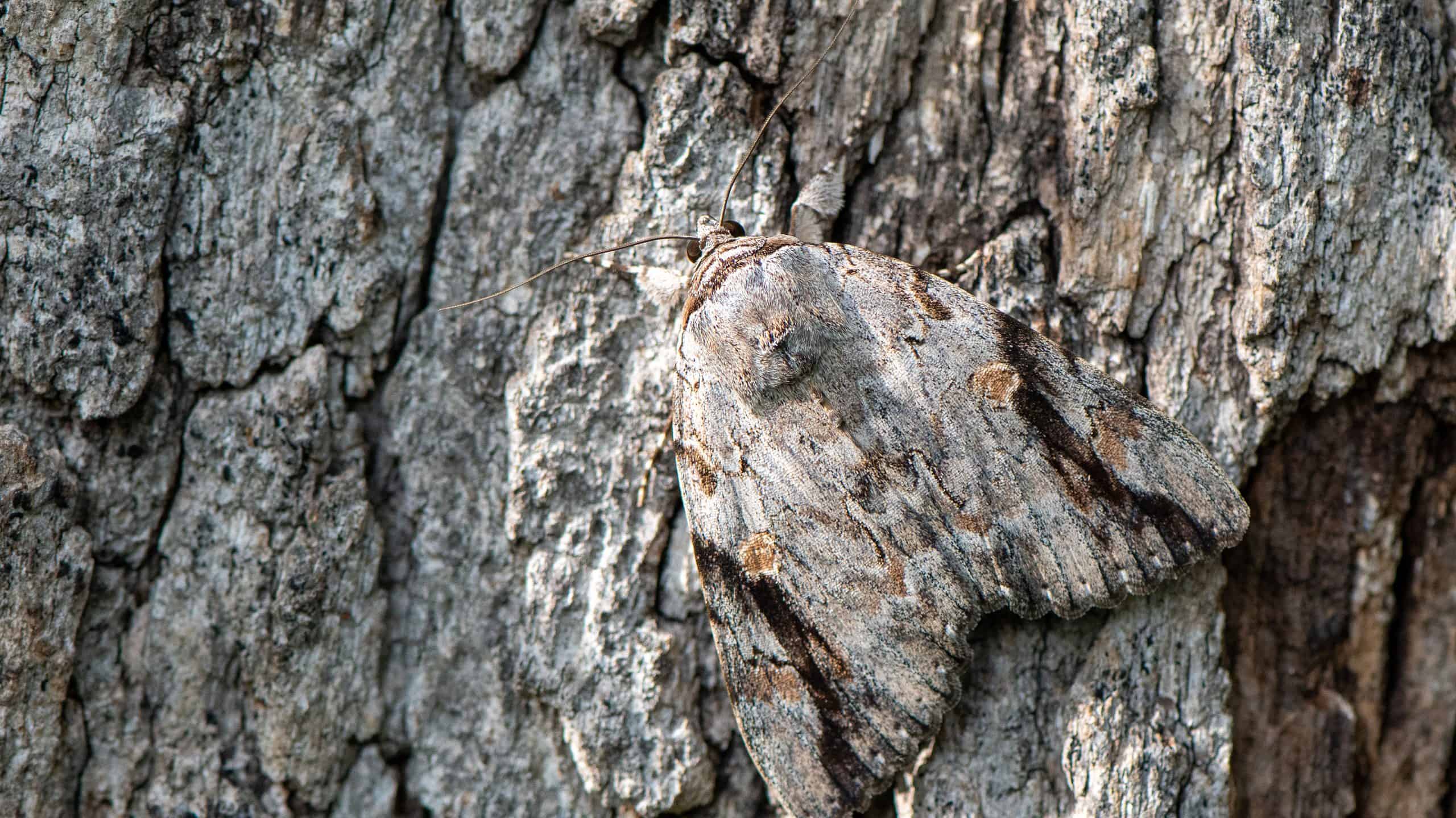 Underwing Moth Pictures - AZ Animals