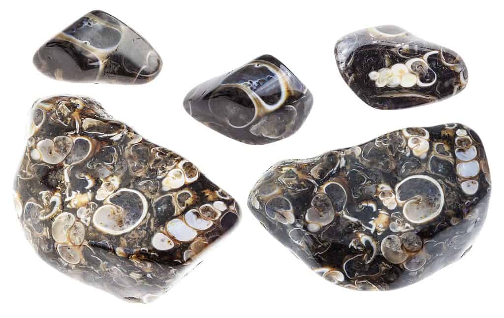 Fossilized Agate