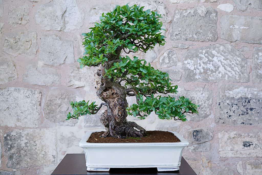 thân cây bonsai