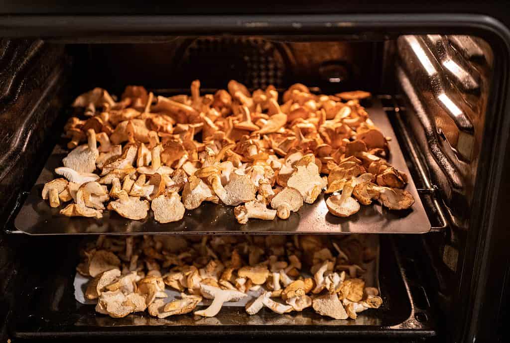 Hedgehog mushrooms (Hydnum repandum) in oven