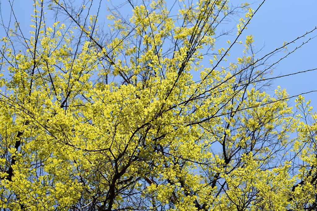 Common hackberry