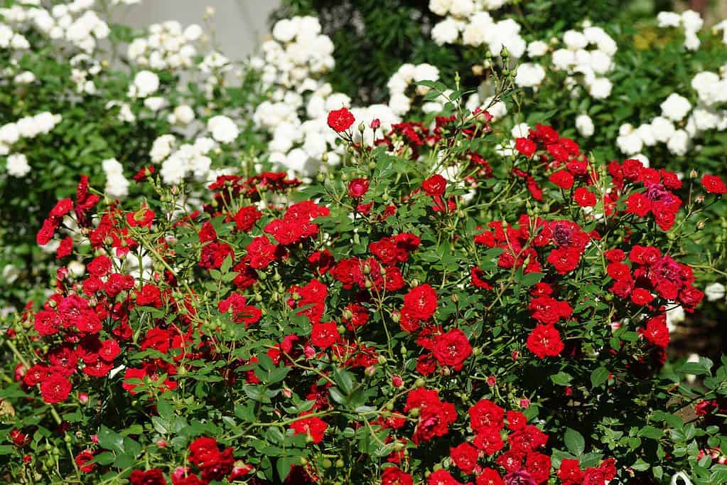 Roses couvre-sol rouges dans un jardin sur fond de roses couvre-sol blanches