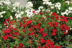 8 Suggestions for What To Plant With Roses Picture