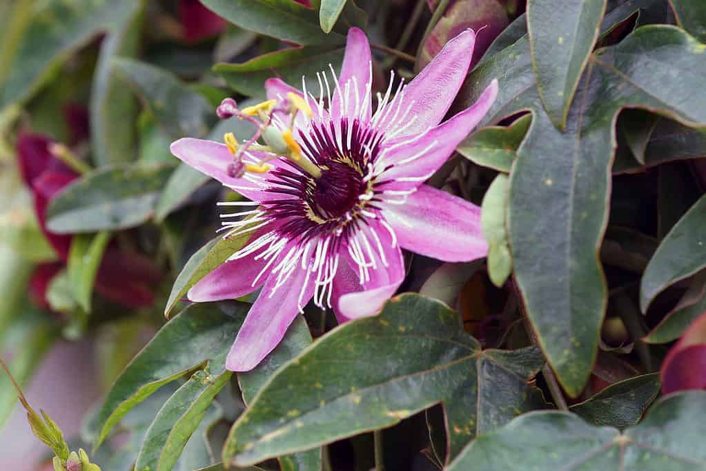 Due to its color, the mountain love in the mist is also known as the pink passionflower.