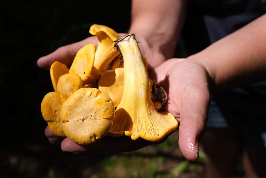 Foraged chantarelle mushrooms held in hands