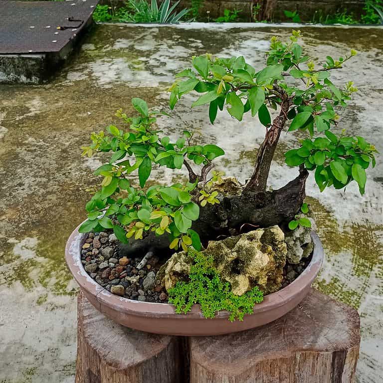 Bird Plum Bonsai: Care Guide, Propagation, Tips, and More