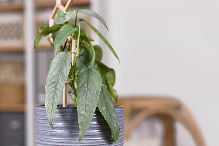 Tropical 'Epipremnum Pinnatum Cebu Blue' houseplant with silver-blue leaves in flower pot