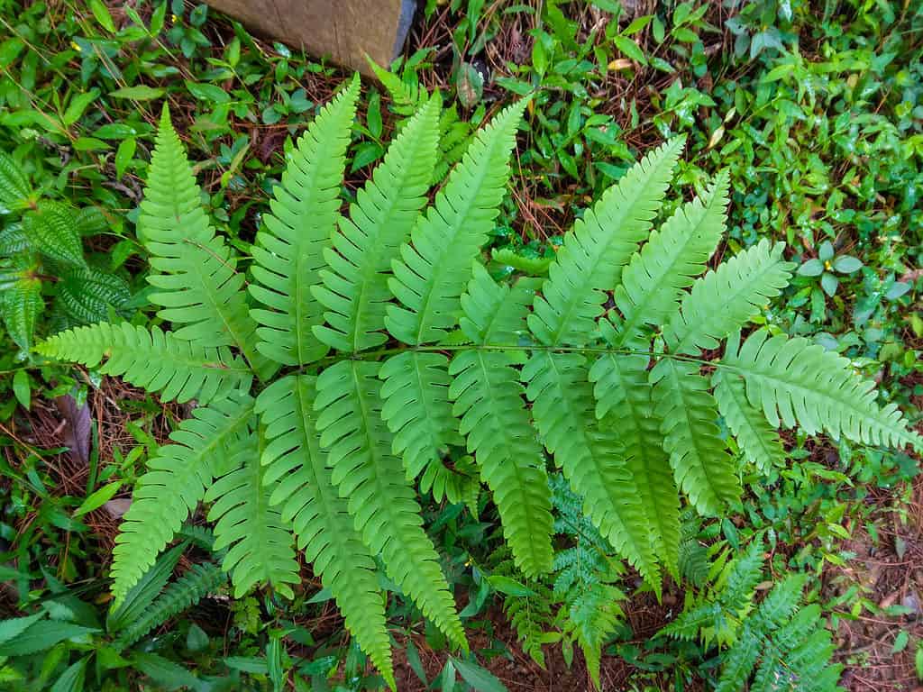 fern plant or virginia chain