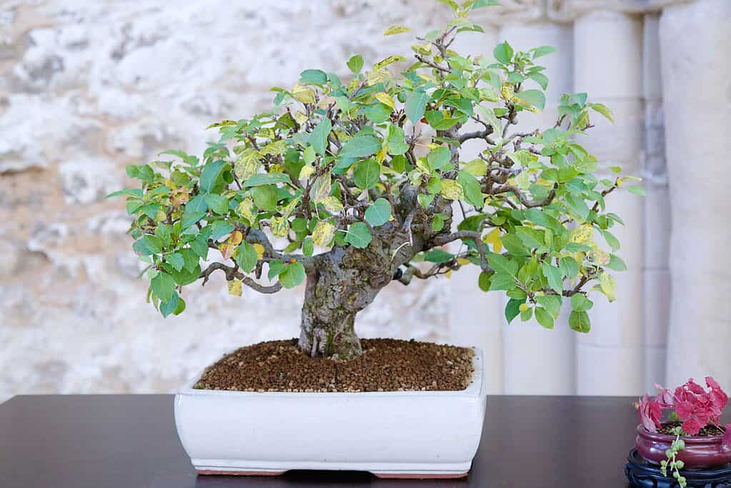 small potted tree on table