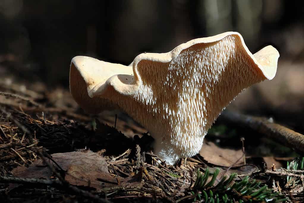 Yellow hedgehog mushroom (Hydnum repandum).