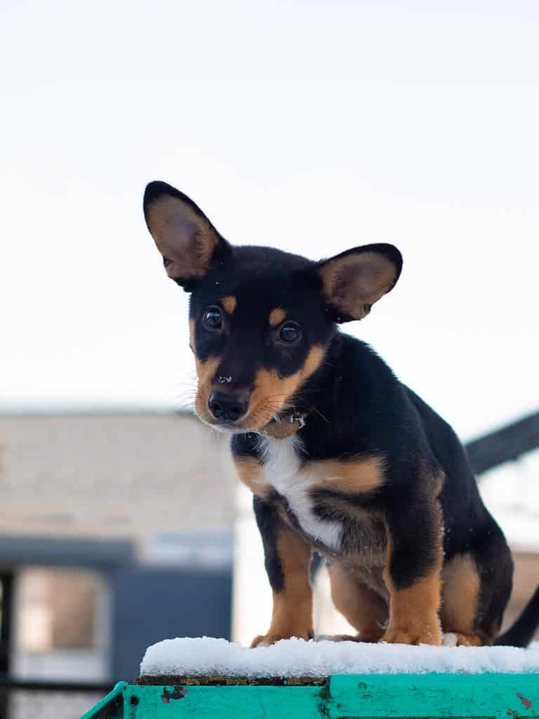 dachshund doberman mix