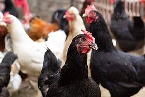 21 Chicken Breeds That Lay White Eggs photo
