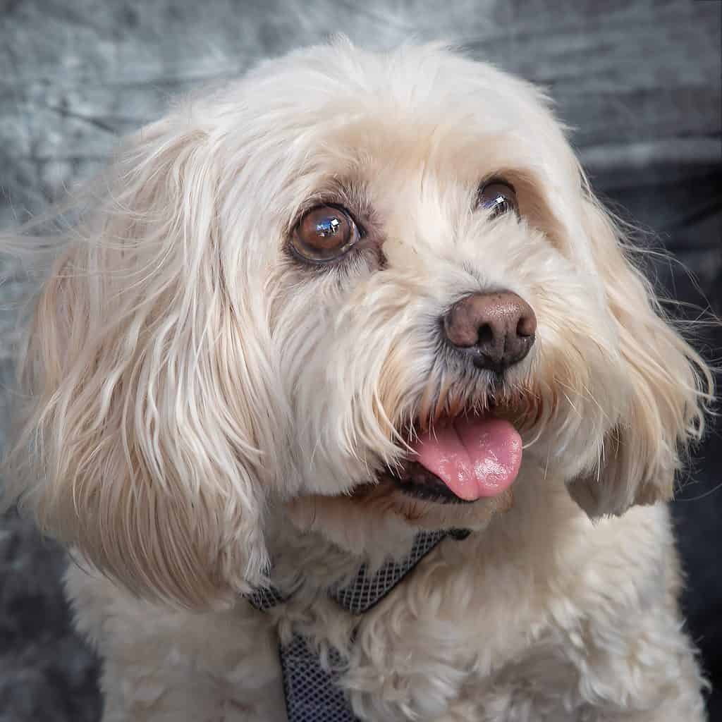 cocker spaniel maltese mix