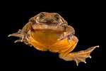 Sehuencas Water Frog
