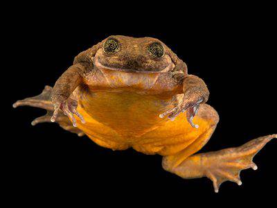 A Sehuencas Water Frog