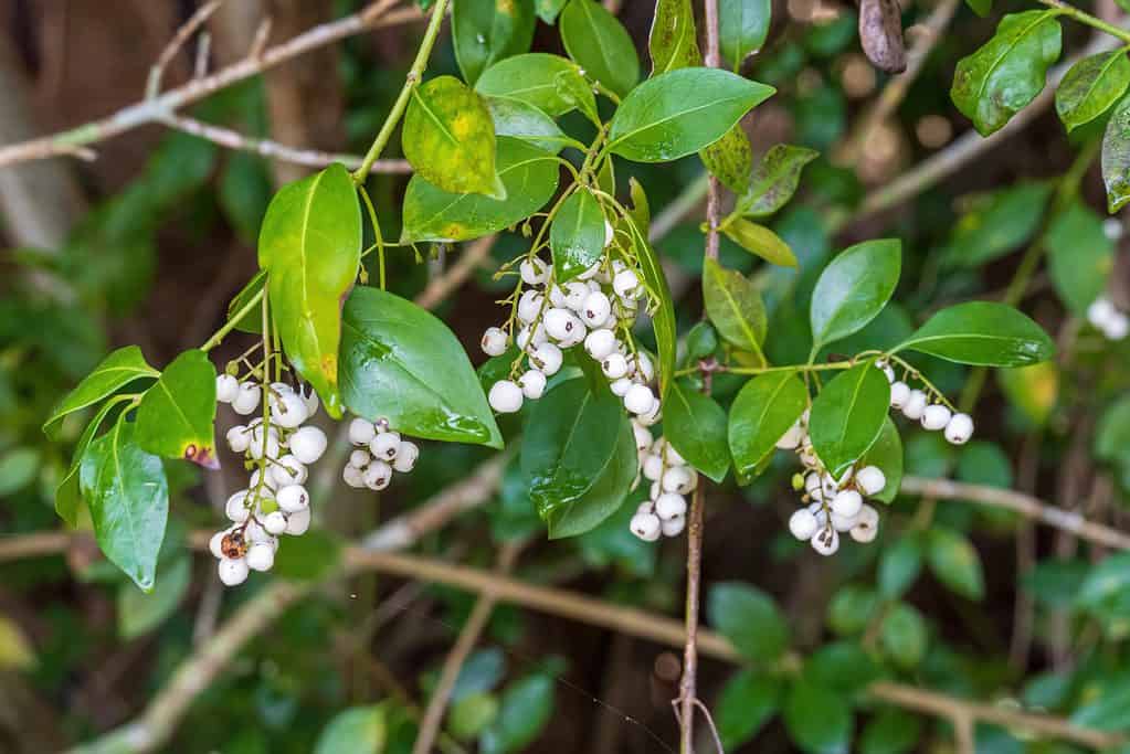 The West Indian Milkberry is a member of the coffee family.