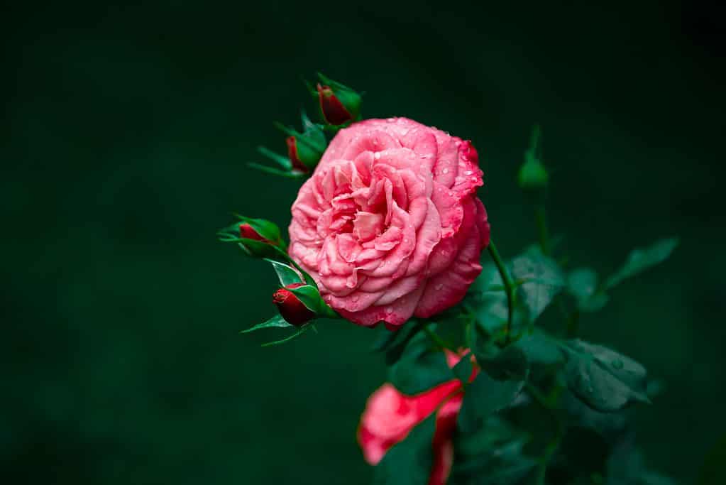 Cận cảnh những cánh hồng của hoa hồng Ashley phủ đầy sương