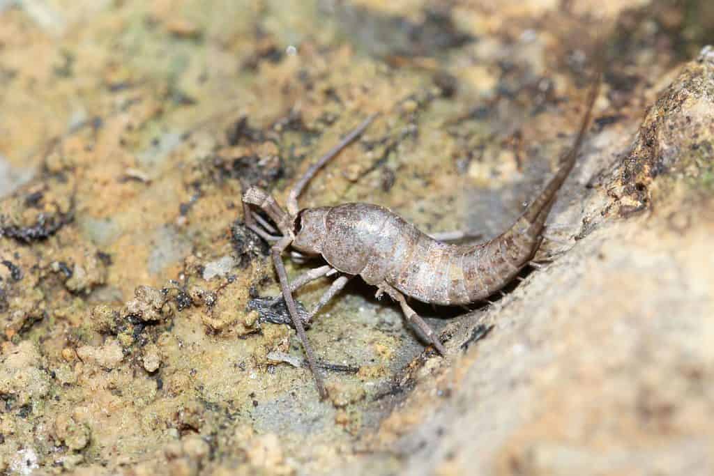 Jumping bristletail