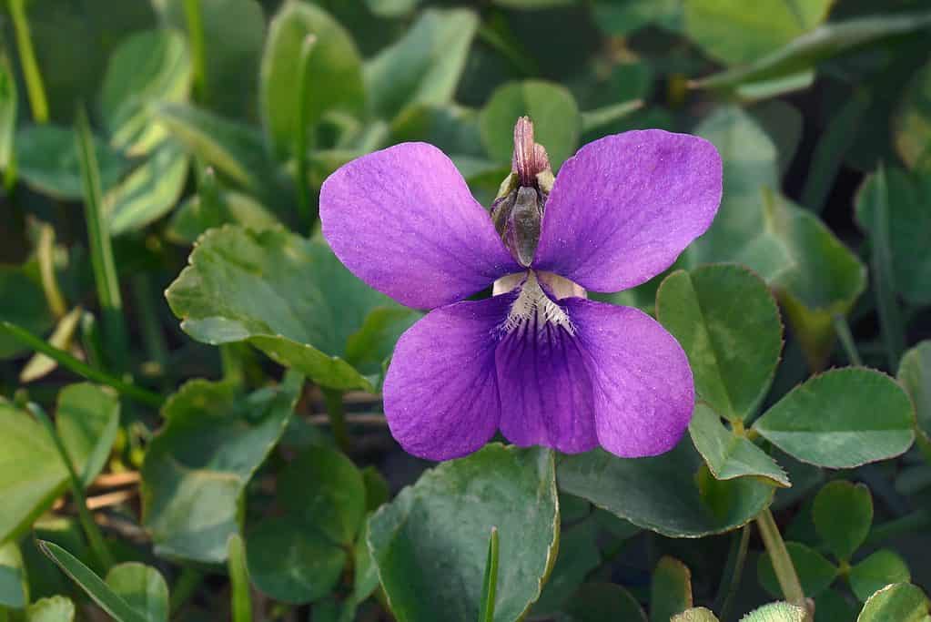 common blue violet