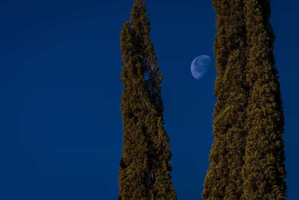 Two Rocky Mountain junipers framing the moon against an early morning sky