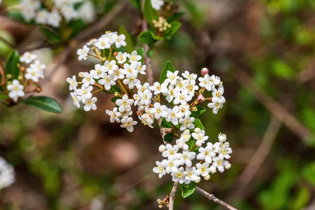 Walter’s Viburnum