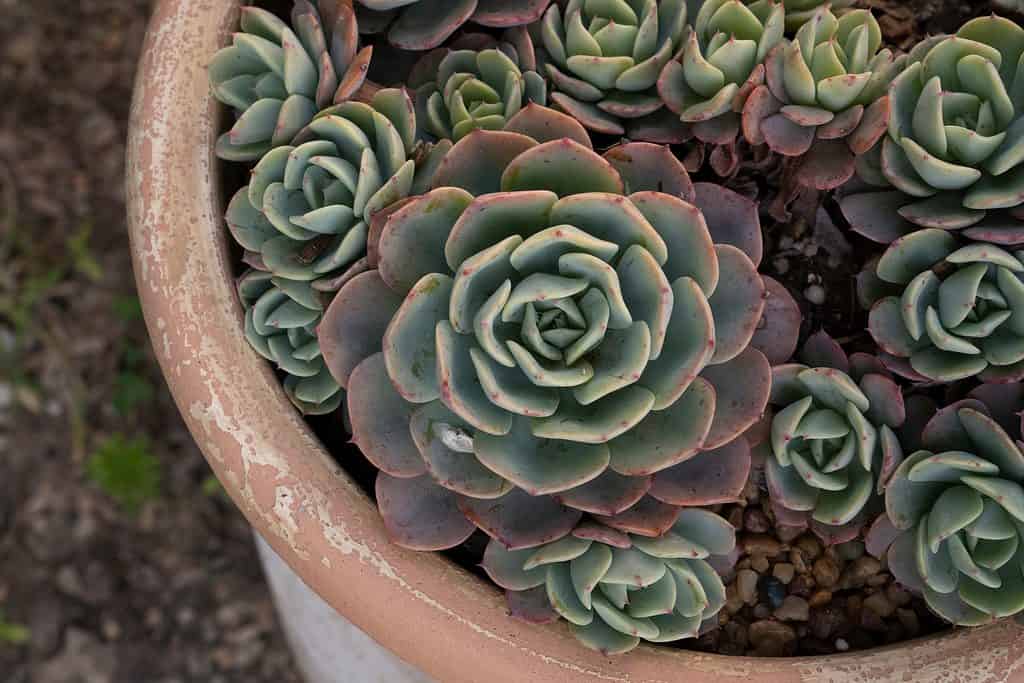 Top view of succulent plant Echeveria imbricata