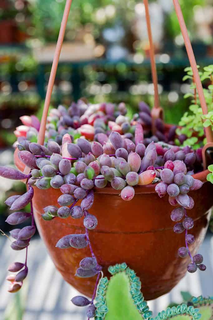 Ruby necklace with trailing foliage in a hanging pot