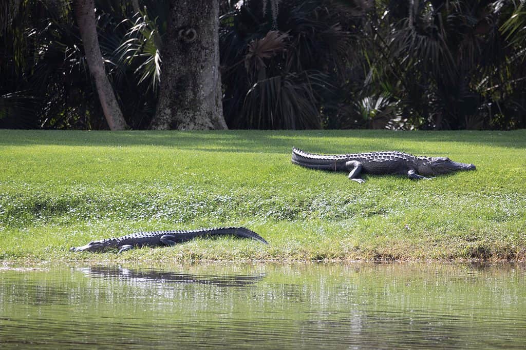 two alligators