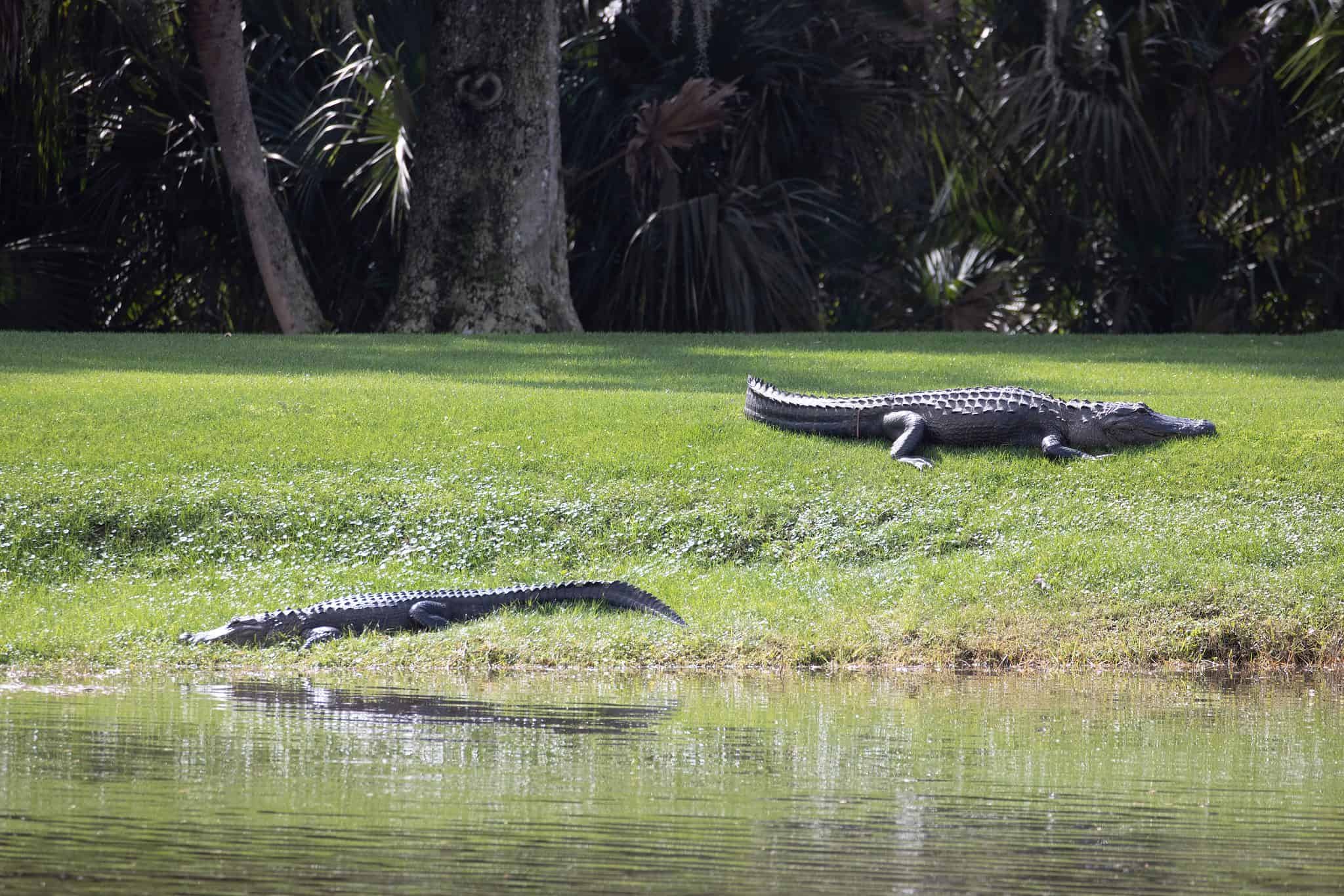 How Many Alligators Live in Florida's Lake Manatee? - A-Z Animals